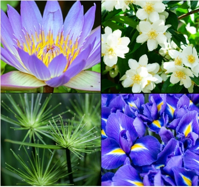 Tesori d'Oriente Aegyptus 250 ml żel pod prysznic